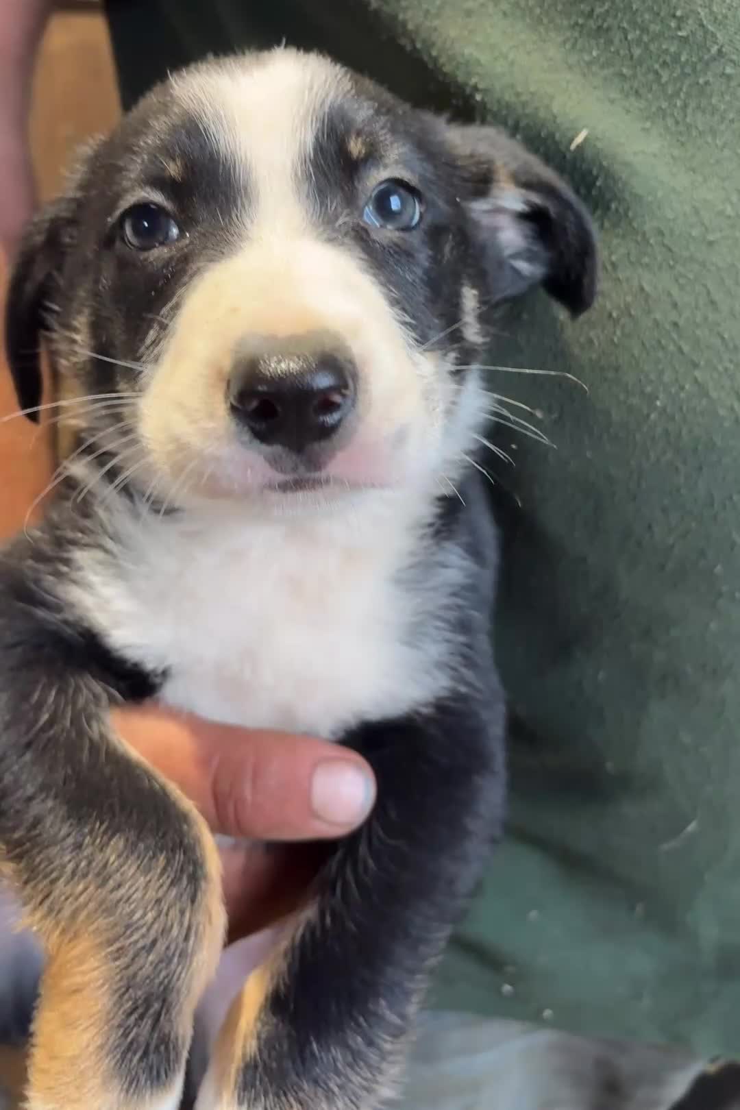Border Collie dogs for sale: Tri coloured border collie pups  - Video 5