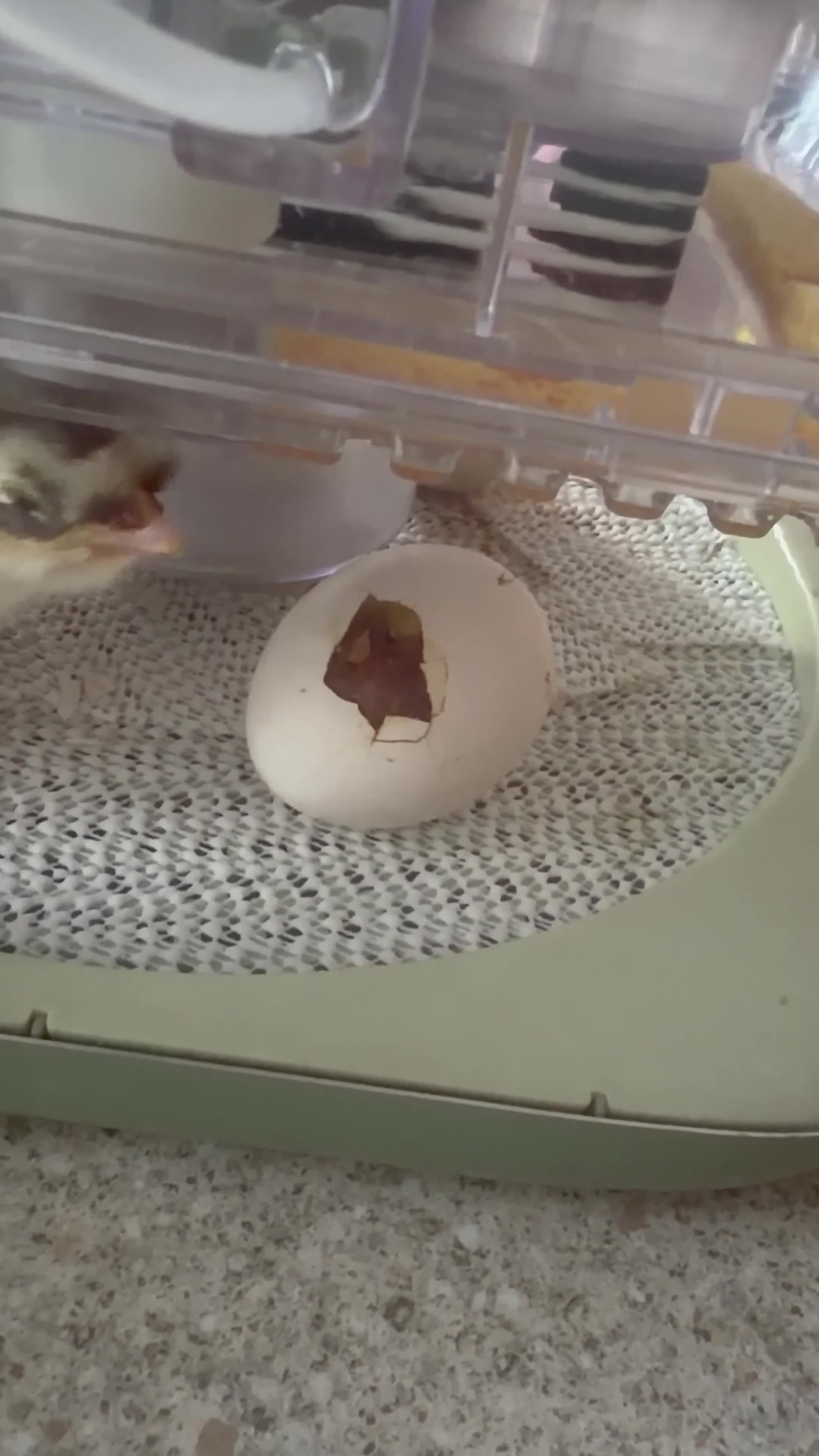 Chickens poultry for sale: Unsexed Swedish flower chicks - Video 1