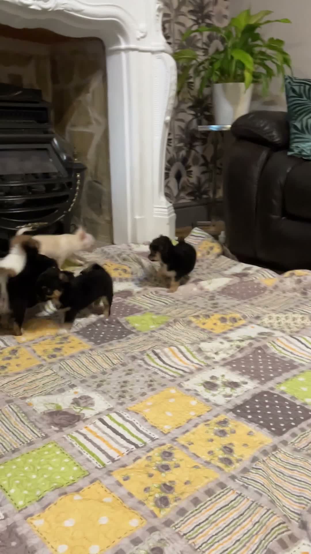 Chihuahua dogs for sale: Full Chihuahuas Fabulous  - Video 1