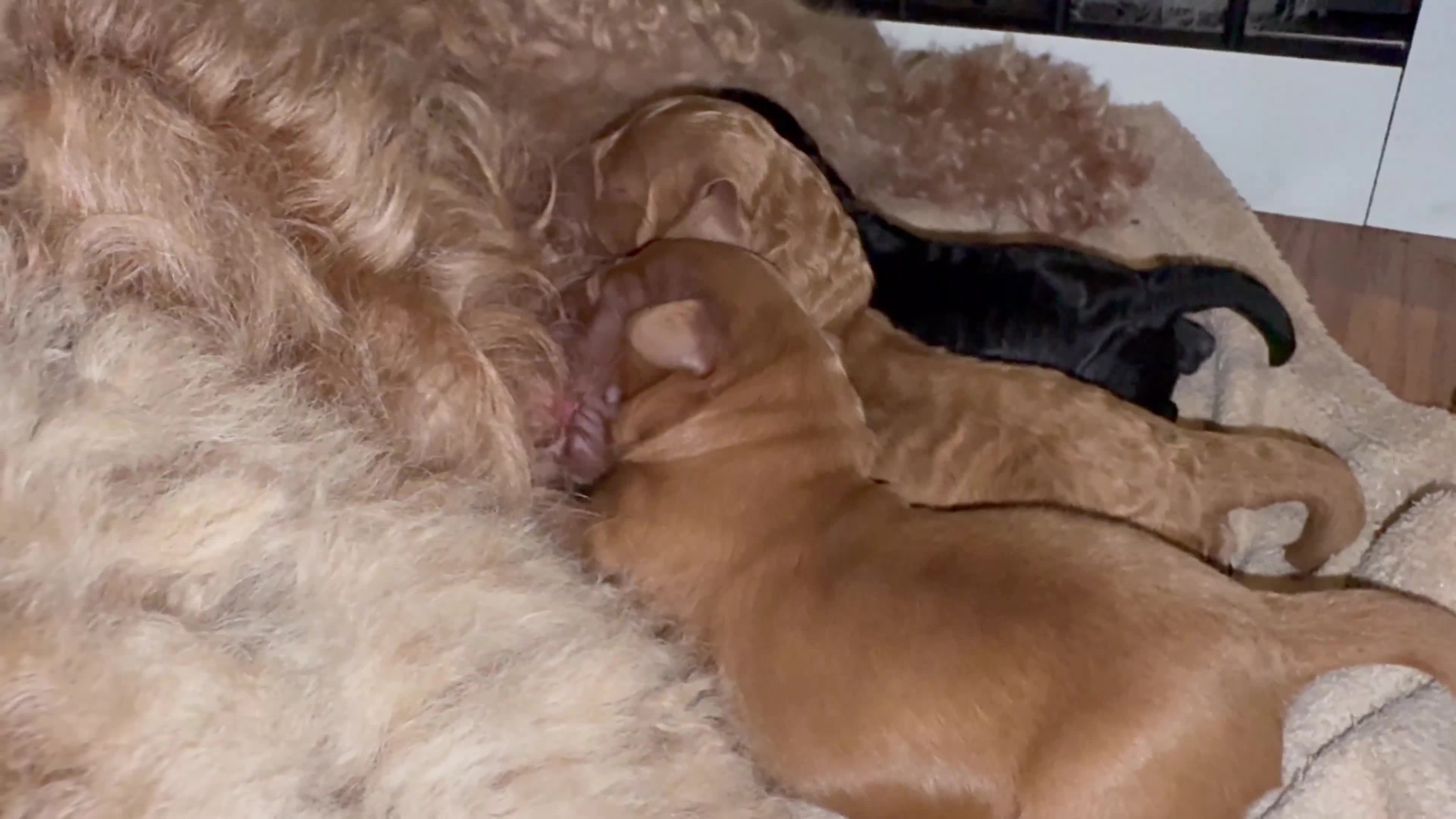 Cockapoo dogs for sale: Three gorgeous F2 cockapoo puppies in Towcester - Video 1