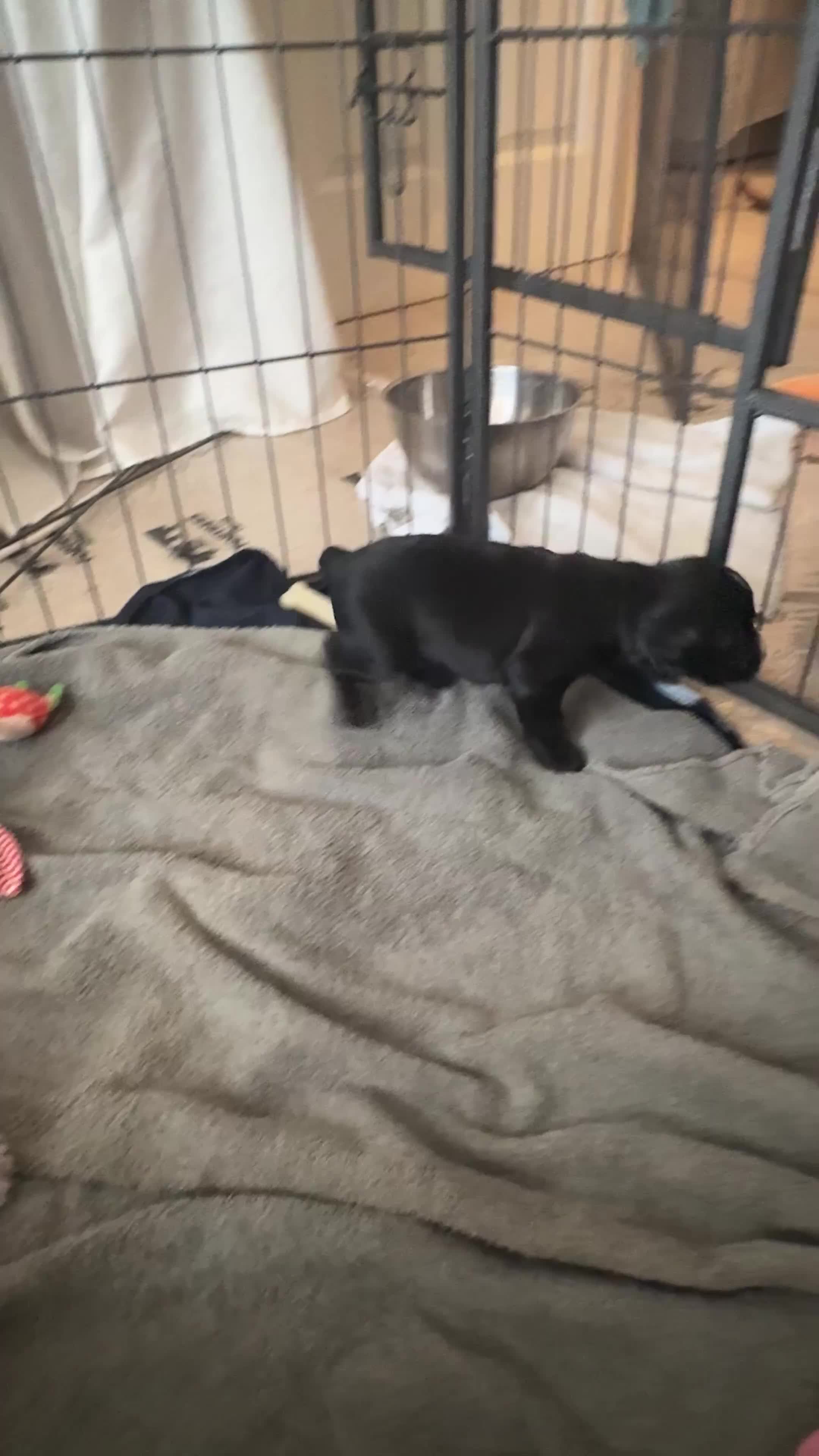 Cocker Spaniel dogs for sale: Working Cocker Spaniels for Sale - Video 4