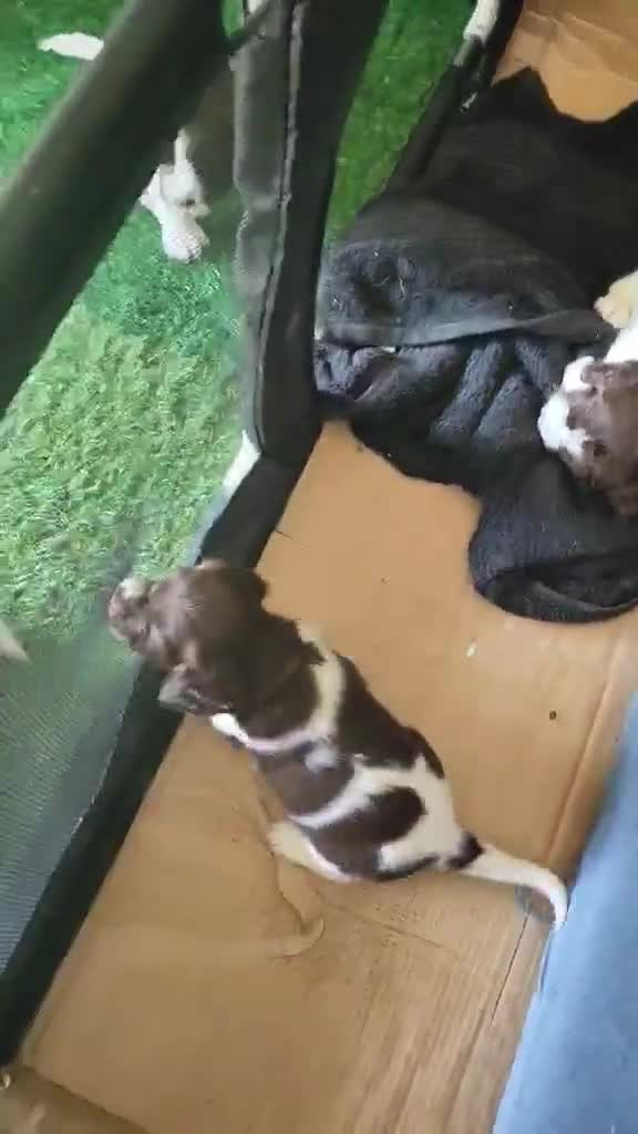 English Springer Spaniel dogs for sale: Gorgeous KC reg ES spaniel Pups - Video 3