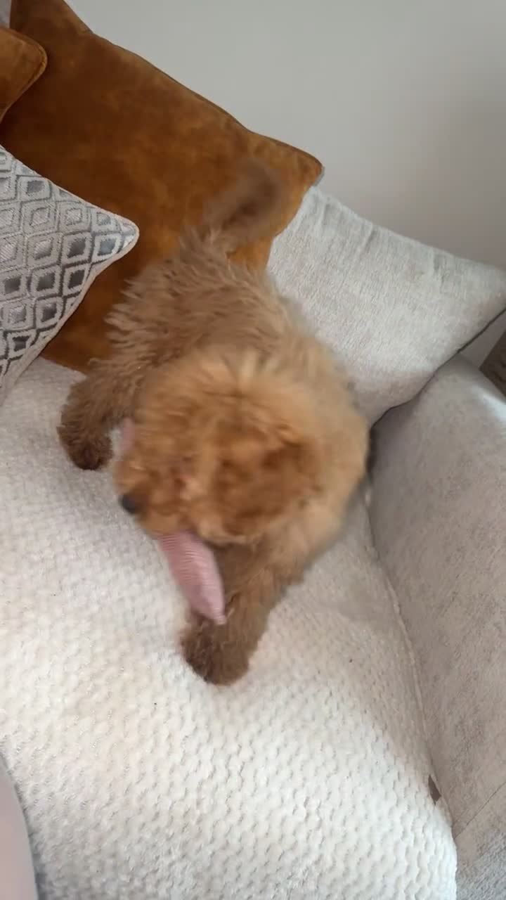 Cockapoo dogs for sale: Loving cockapoo girl!❤️❤️ - Video 2