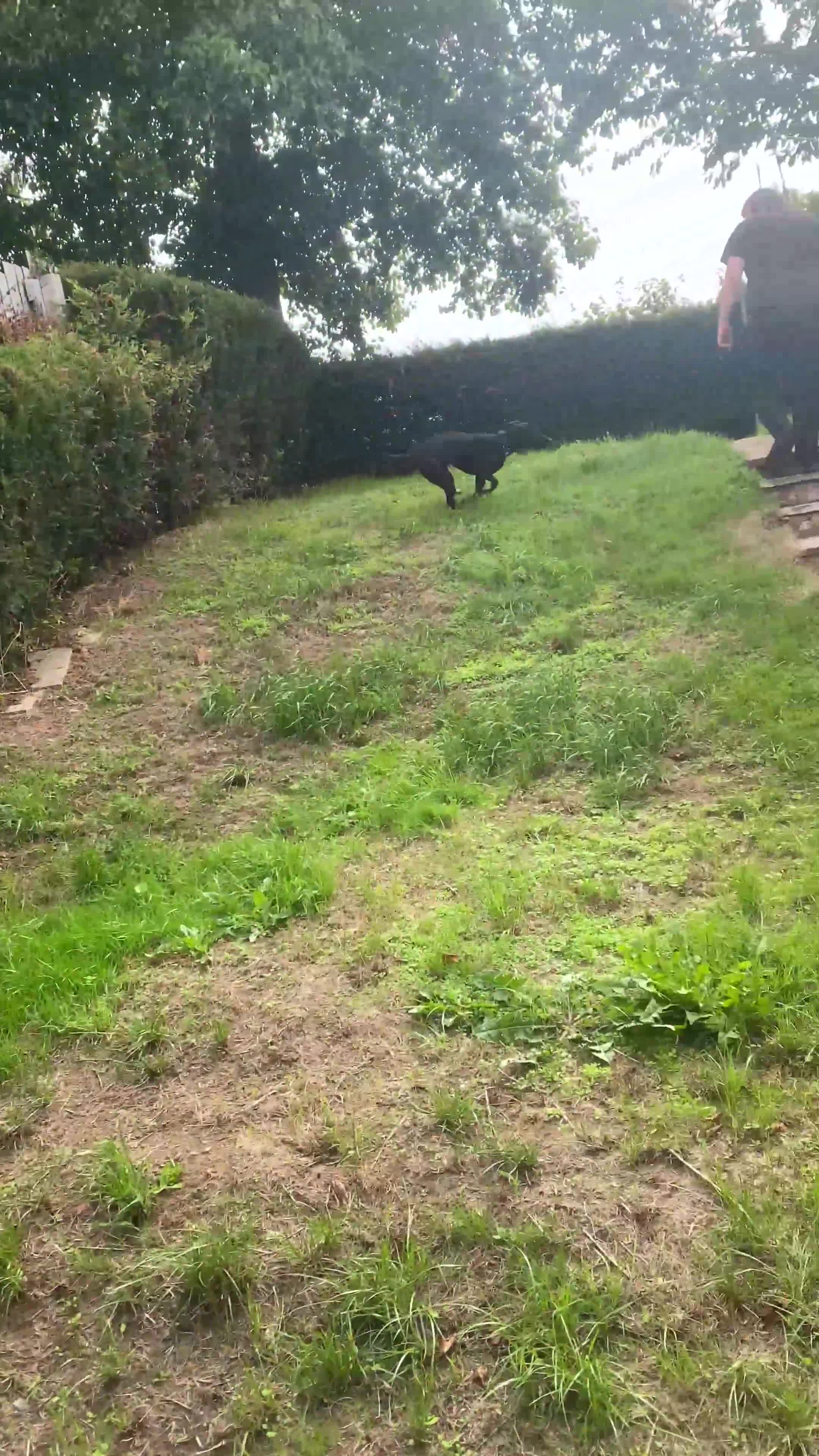 Mixed Breed dogs for sale: Female Malinois x Staffie looking for loving home - Video 1