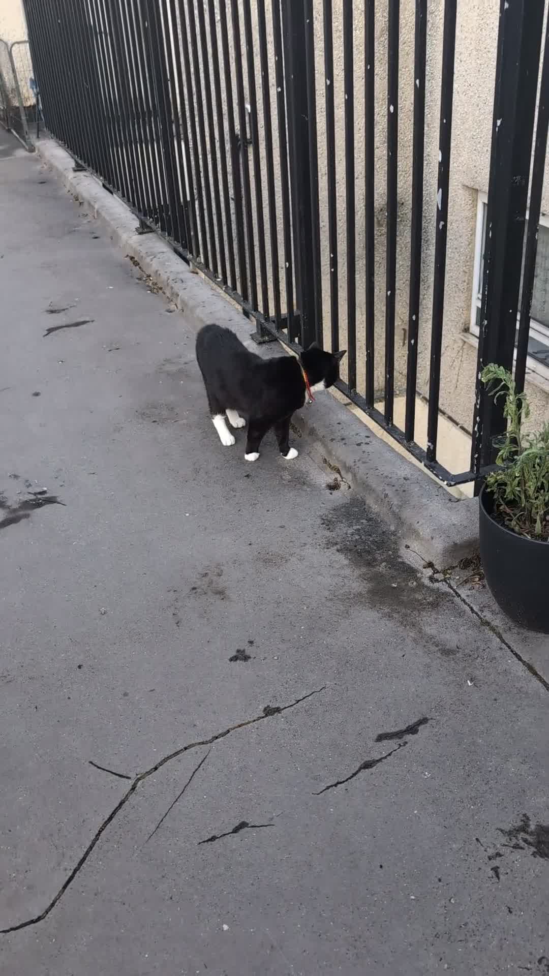 Mixed Breed cats for sale: Rehome cat - Video 1