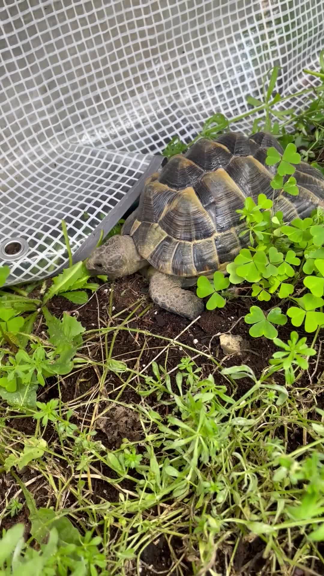 Tortoise reptiles for sale: Spur thigh  in Clacton-on-Sea - Video 2