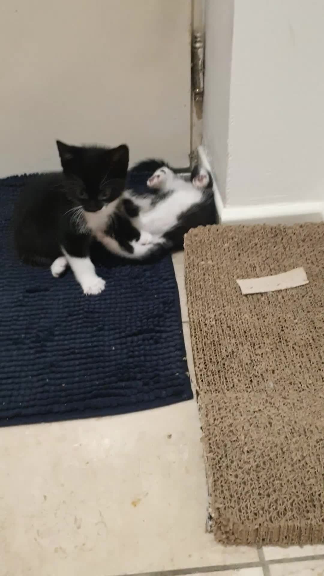 Mixed Breed cats for sale: 5 Gorgeous & Playful Kittens - Video 3