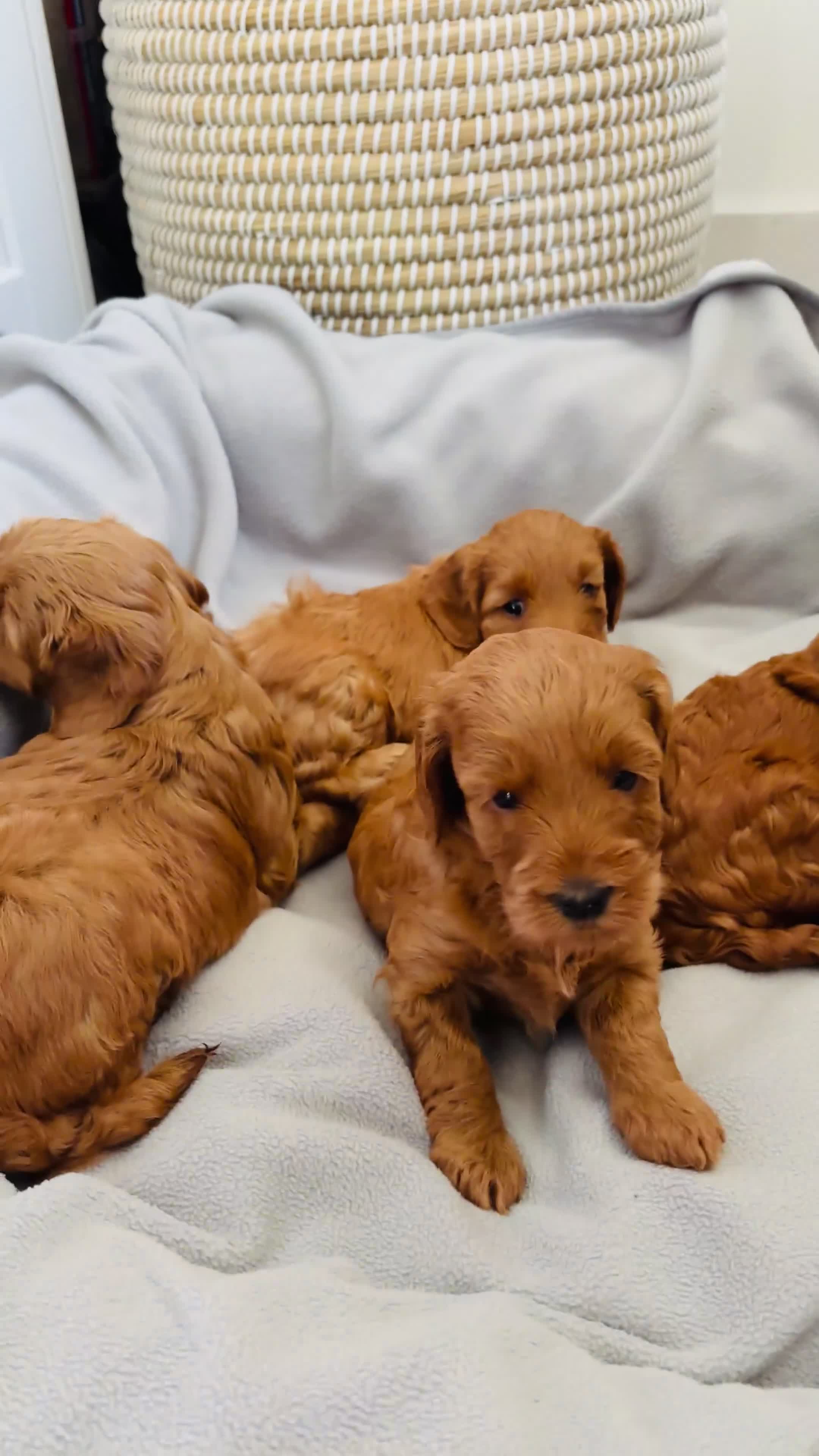Australian Labradoodle dogs for sale: *LAST PUPPY* - Australian Labradoodles Puppies 🐾 - Video 3