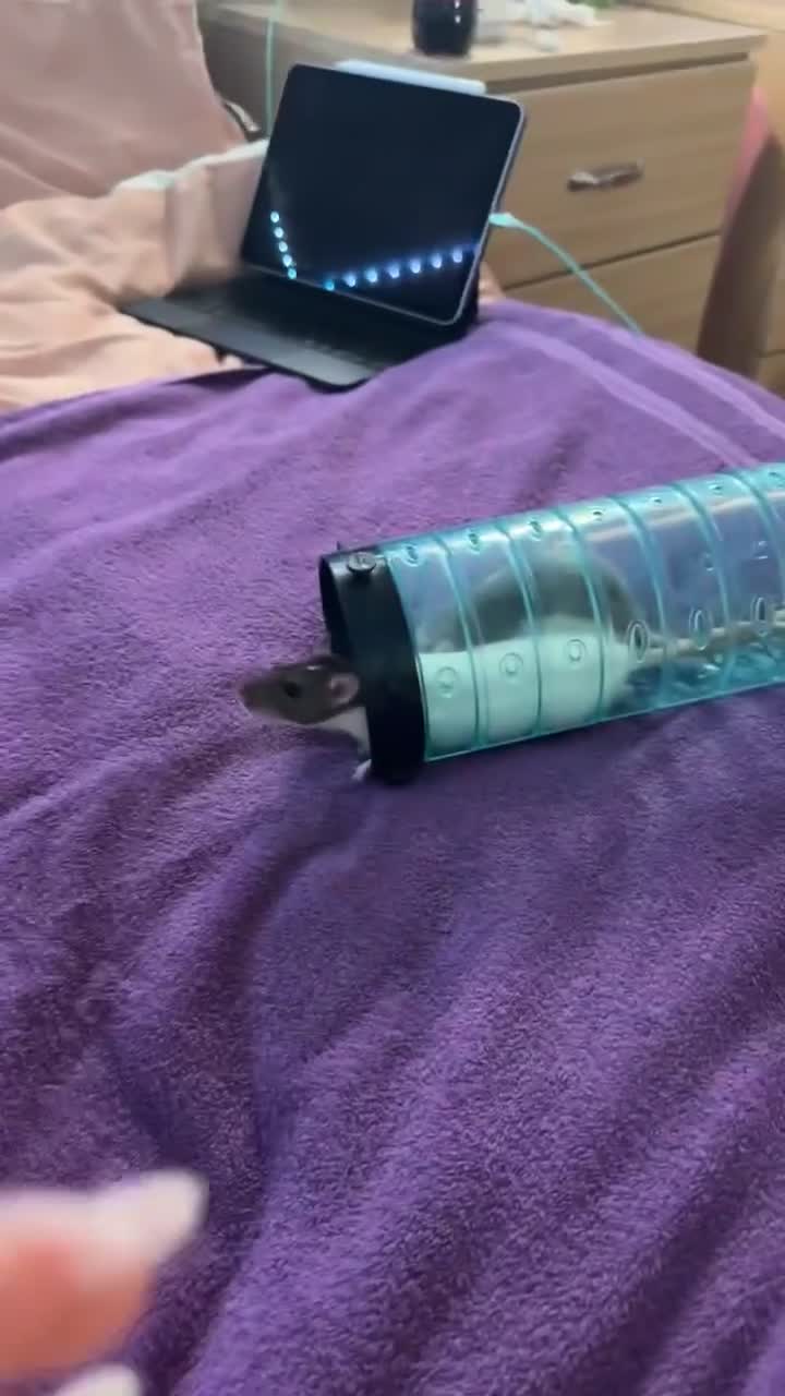 Rat rodents for sale: 2 adorable female rats - Video 1