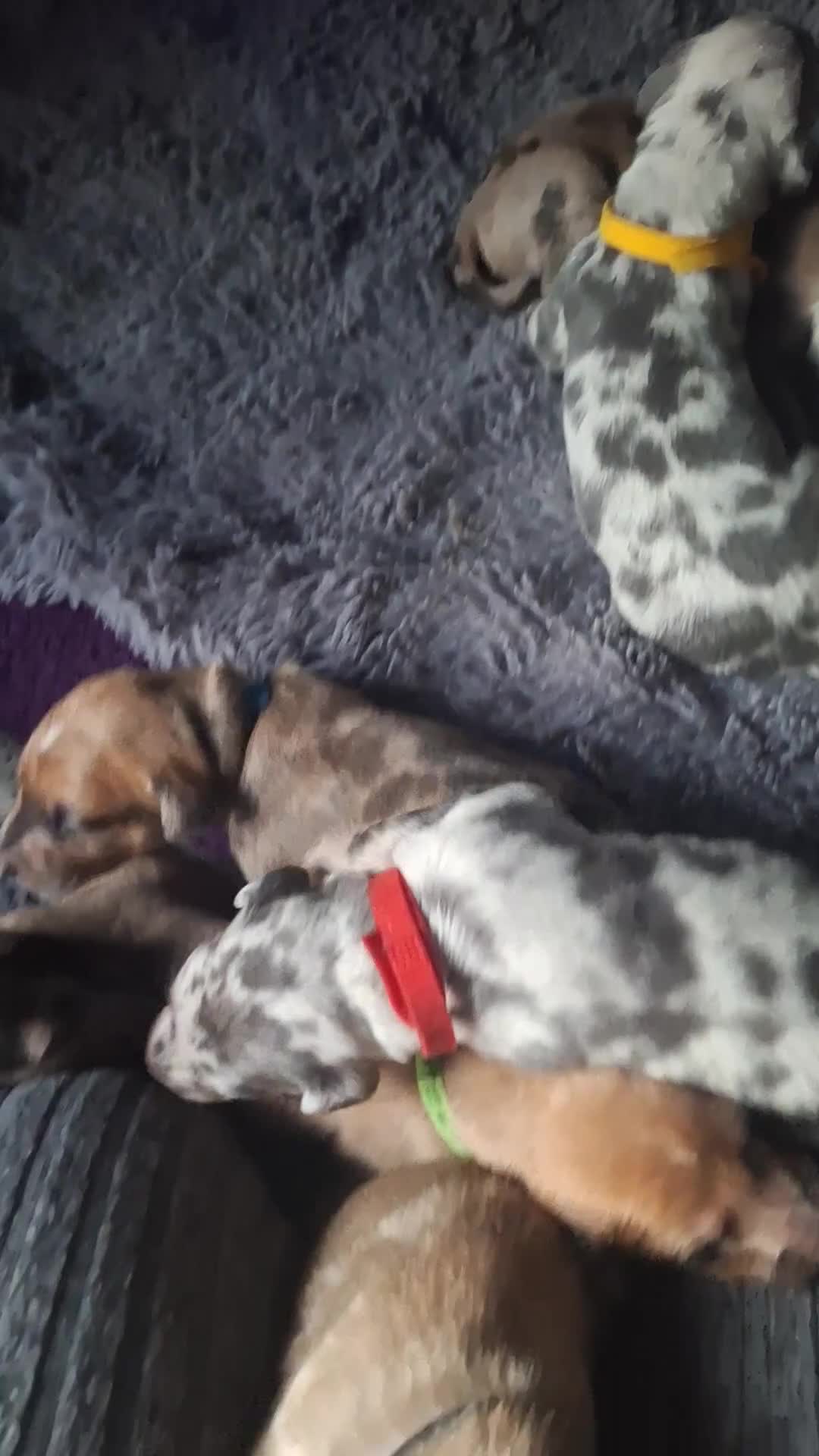 Lurcher dogs for sale: Saluki Lurcher  - Video 2