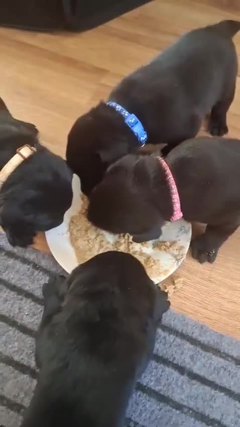 Labrador Retriever dogs for sale: Black labrador puppys - Video 1