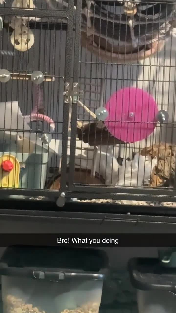 Rat rodents for sale: Two female rats - Video 2