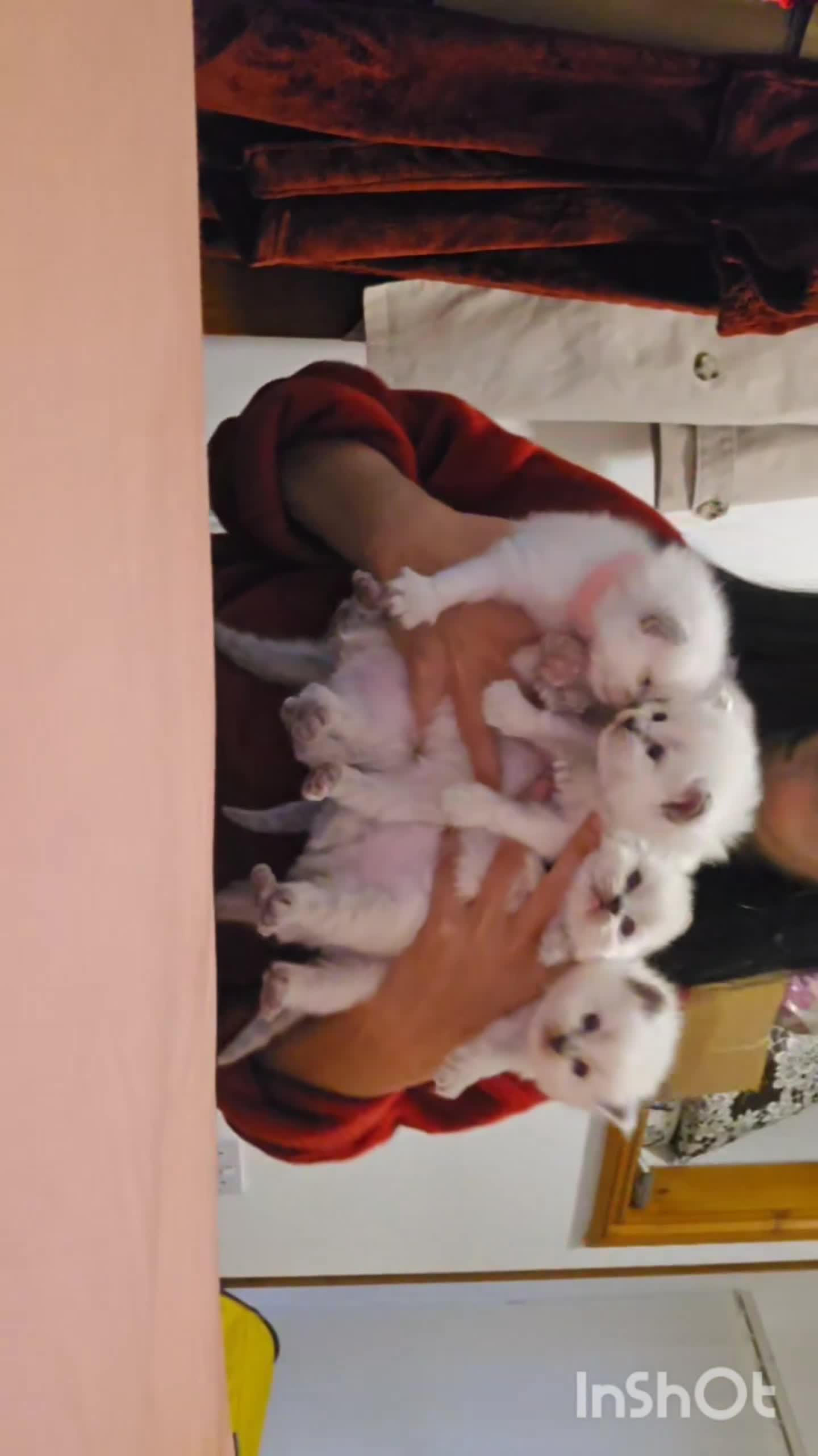 Ragdoll cats for sale: Beautiful Pure Blue Point Ragdoll Kittens - Video 1