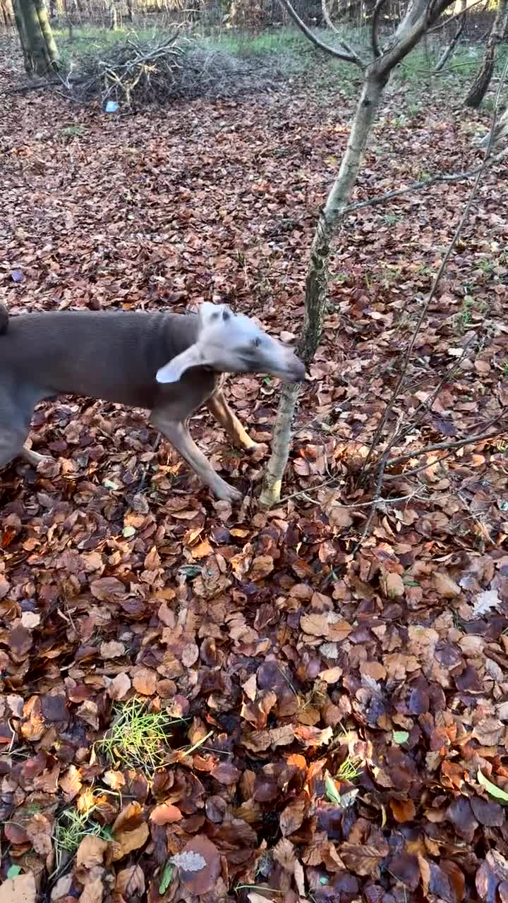 Dobermann dogs for sale: Doberman for rehoming  - Video 1