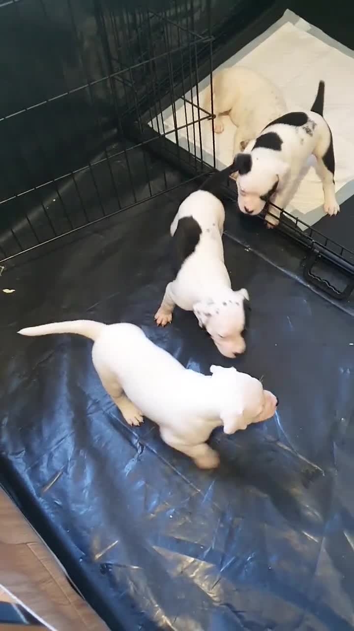 Mixed Breed dogs for sale: English/American Staffy Pups - Video 5