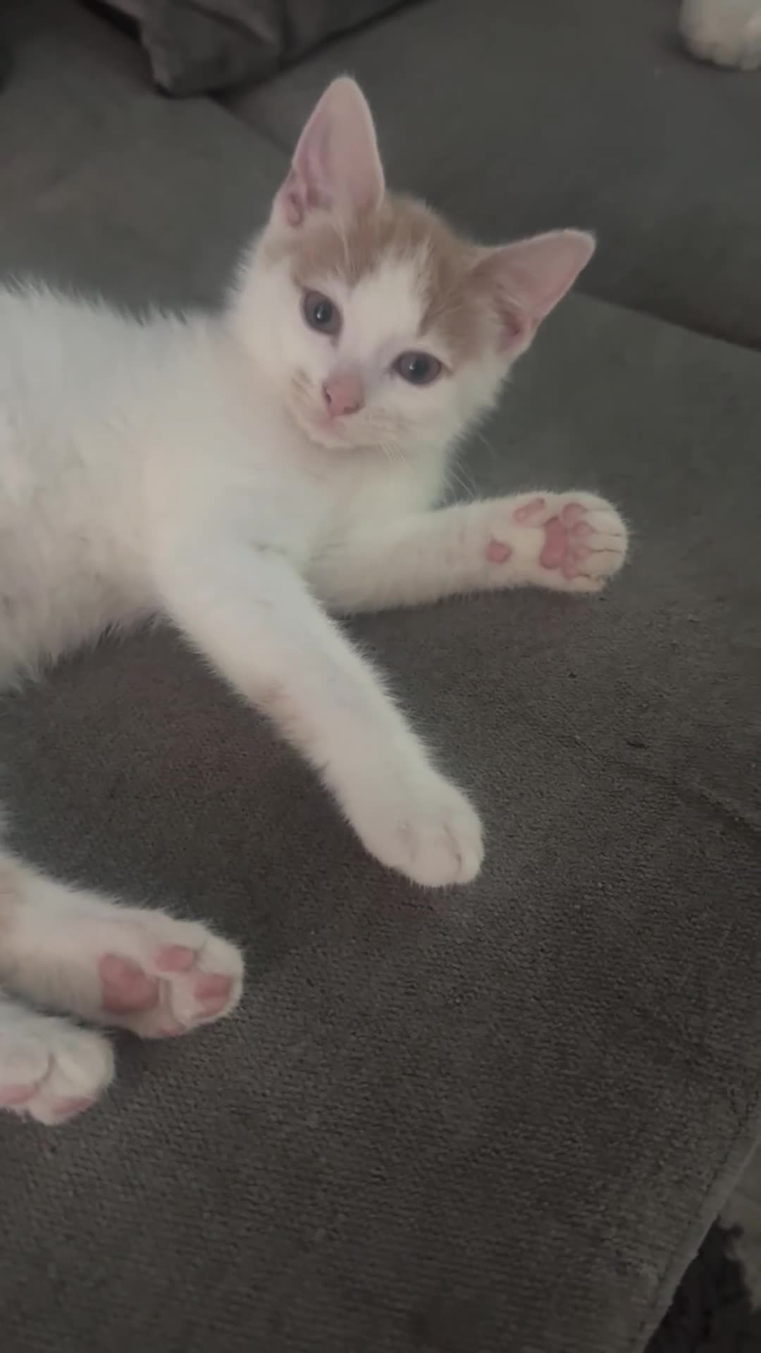 Mixed Breed cats for sale: Ragdoll x shorthair babies ready now! - Video 1