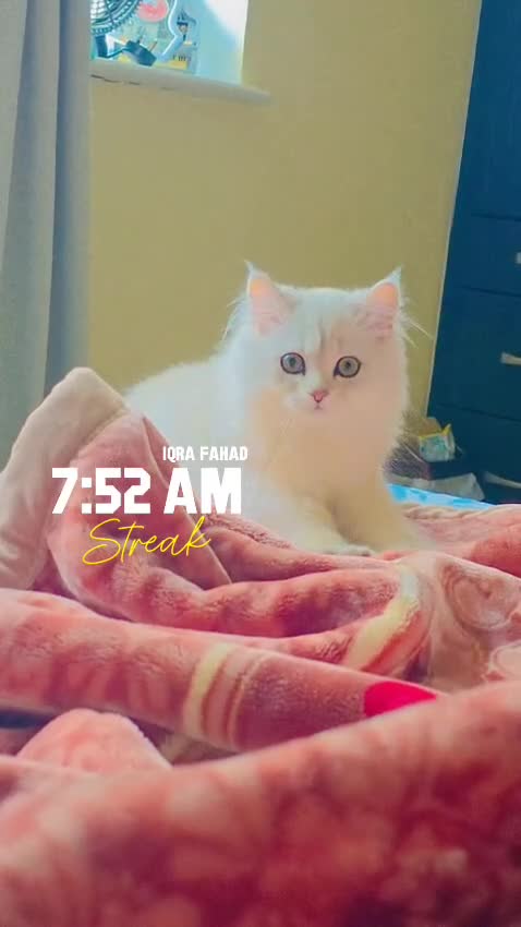Persian cats for sale: White Persian Chinchilla ( OPAL ) - Video 1
