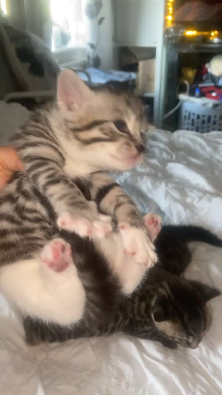 Mixed Breed cats for sale: 3 x Bengal mixed boys with unique markings/colours in Birmingham - Video 1