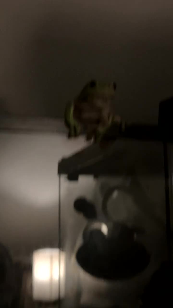 Frog reptiles for sale: Pair of whites tree frogs  - Video 1