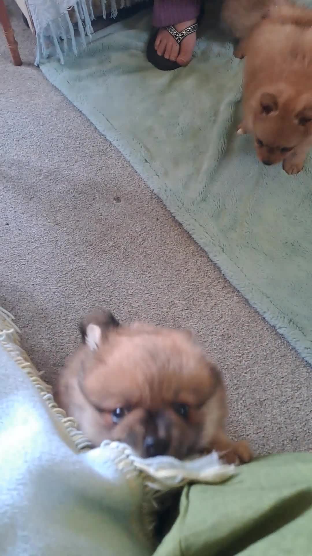 Pomeranian dogs for sale: Stunning pomeranian - Video 2