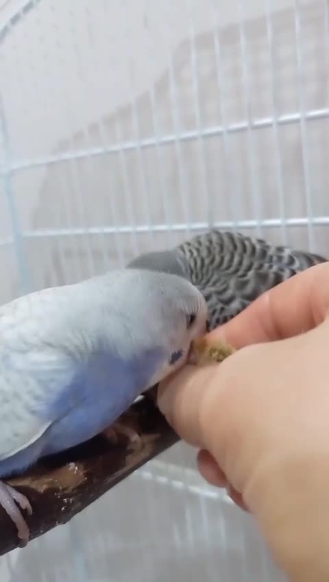 Budgerigars birds for sale: Outstanding pet baby budgies priced from £40 - Video 3