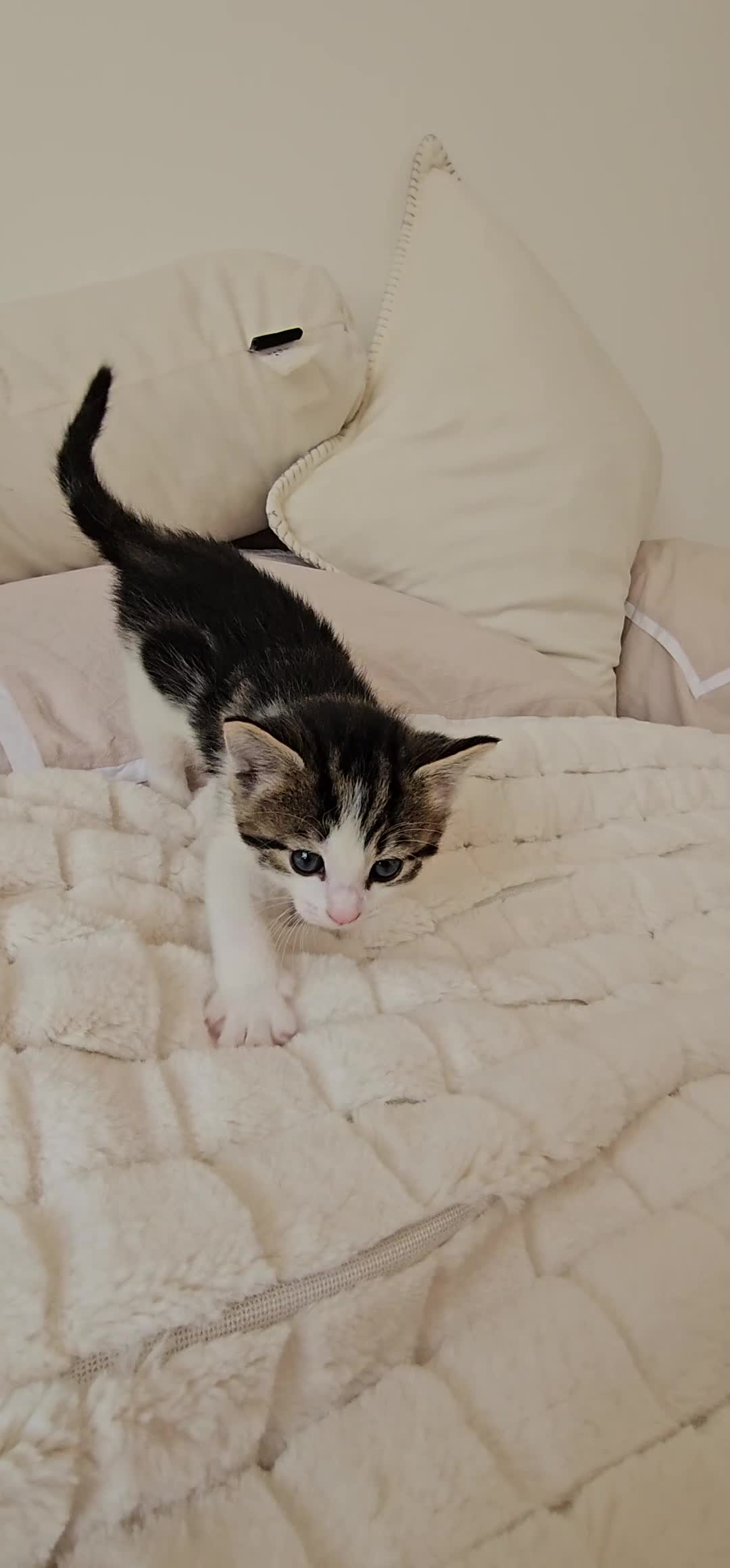 Mixed Breed cats for sale: Beautiful friendly kitties 💖 ready for homes 💕 - Video 2