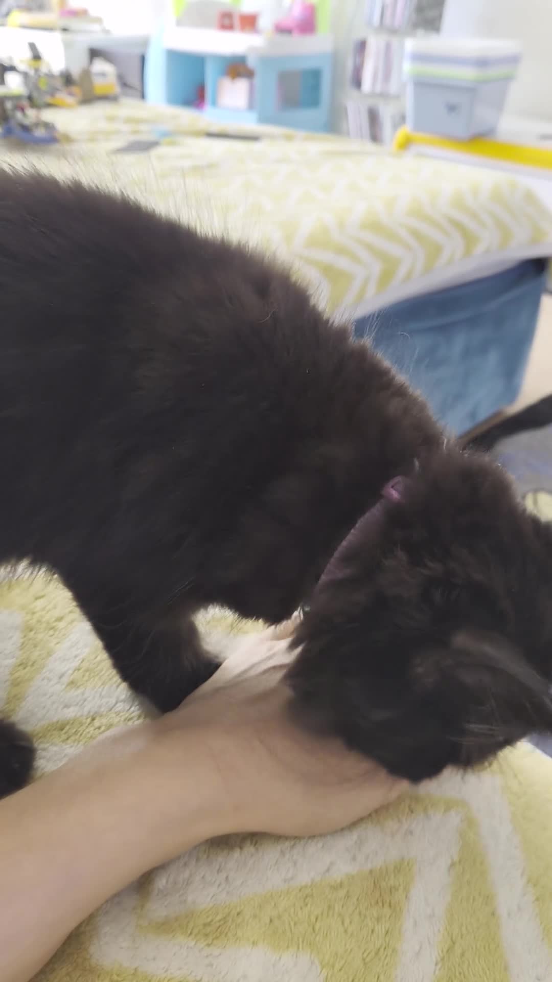 British Shorthair cats for sale: Beautiful British Shorthair Cross Kitten - Video 2