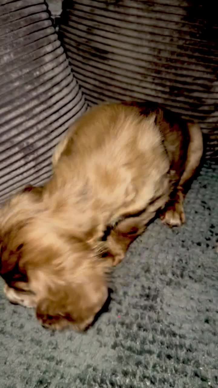 Cocker Spaniel dogs for sale: 💙1 BOY ABSOLUTELY STUNNING STUD LEFT💙  - Video 1