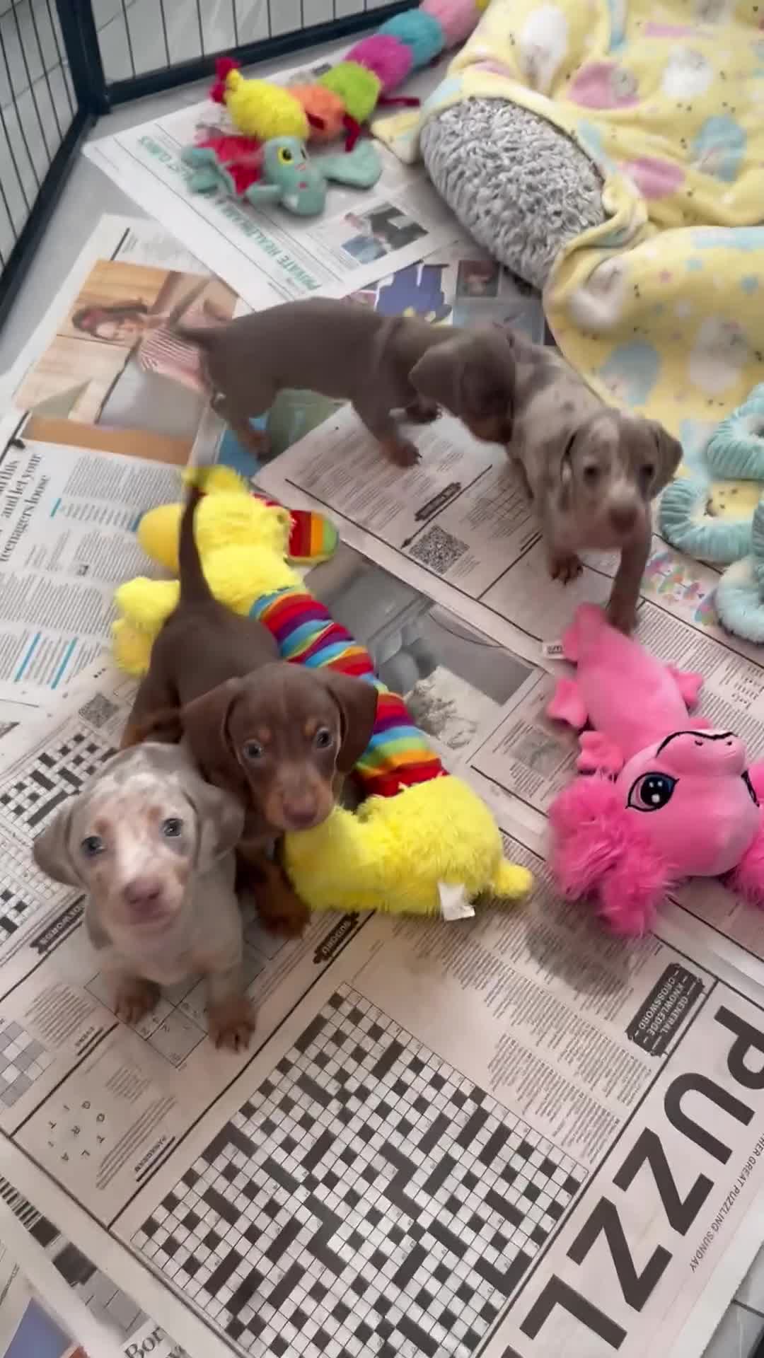 Miniature Dachshund dogs for sale: Stunning Kennel Club Registered Litter - Video 2