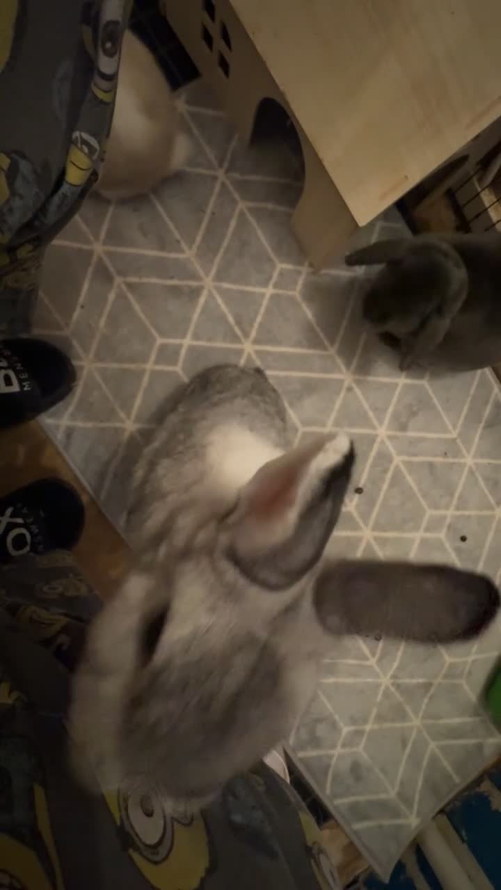 Mixed Breed rabbits for sale: For stunning rabbits looking for a new home  - Video 2