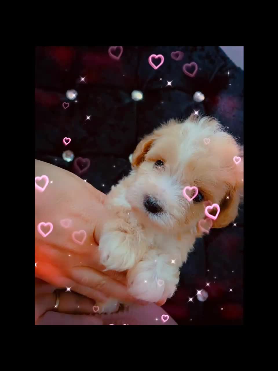 Maltipoo dogs for sale: Beautiful Maltipoo puppies for sale 🐶❤️ - Video 4