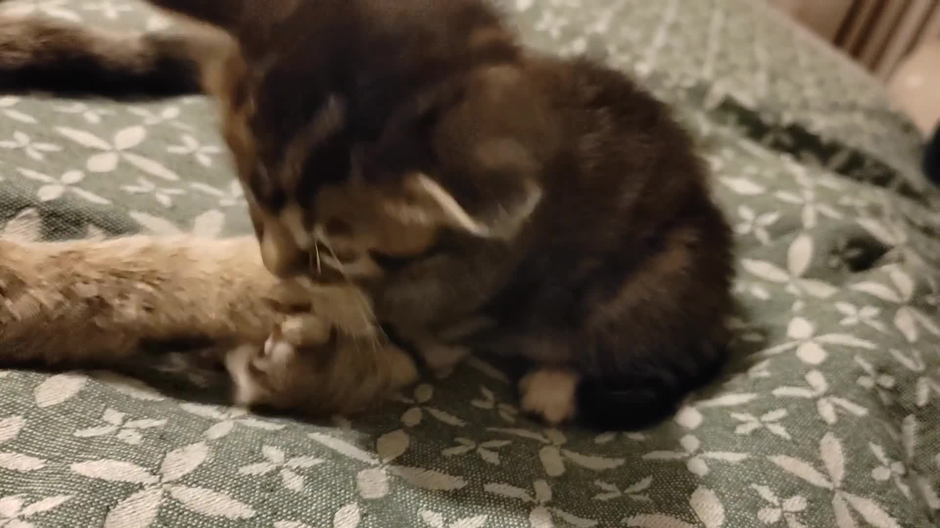 Mixed Breed cats for sale: 6 Gorgeous Kittens Looking for Forever Homes  - Video 2