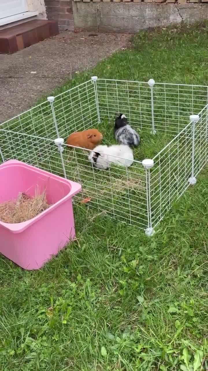 Guinea Pig rodents for sale: 💕 Guinea Pigs Looking for Loving Forever Homes 💕 in Croydon - Video 1