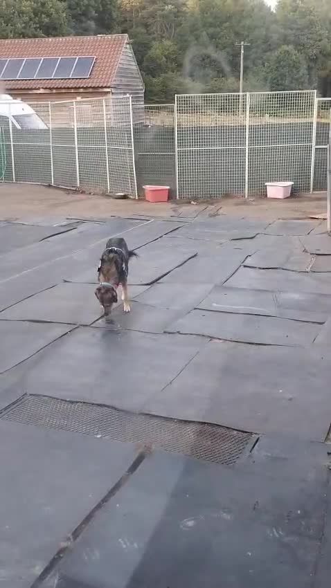 Mixed Breed dogs for adoption: Have you got the dedication to save this soul ? - Video 1