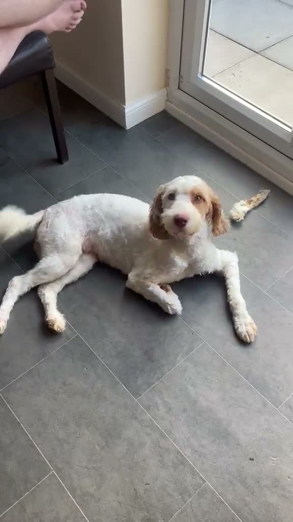 Cockapoo dogs for sale: Absolutely beautiful girl - Video 1