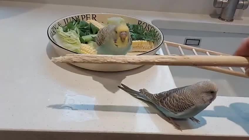 Budgerigars birds for sale: Hand tamed bonded pair of Budgies - Video 4
