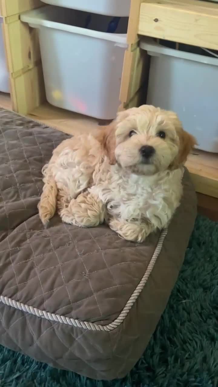 Cavapoo dogs for sale: Beautiful Cavipoo girl  - Video 2