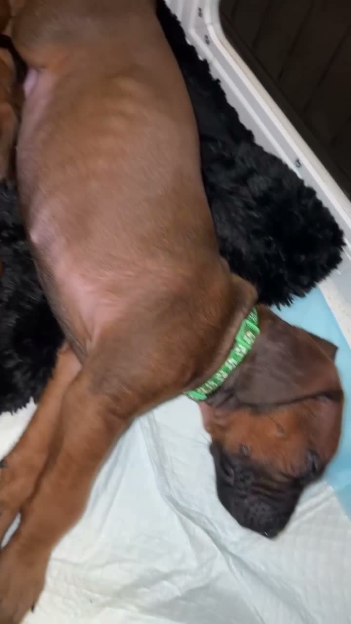 Rhodesian Ridgeback dogs for sale: KC Registered Rhodesian Ridgeback Puppies in Wallasey - Video 1