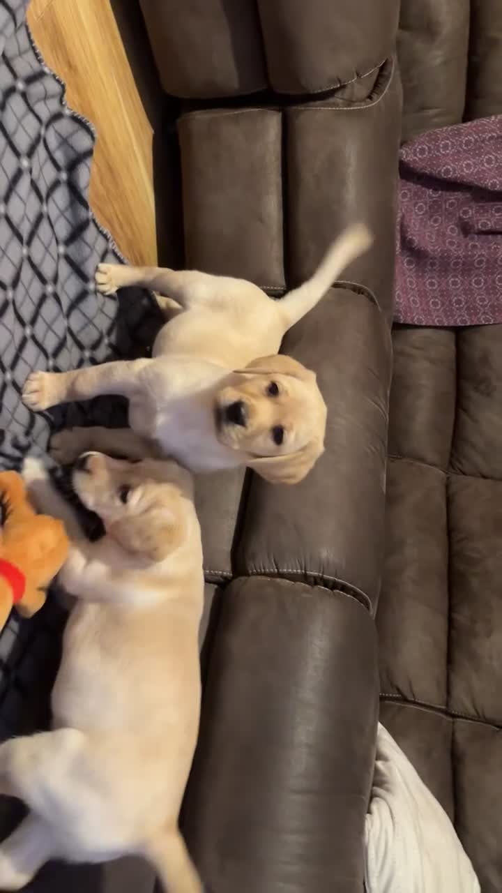 Labrador Retriever dogs for sale: Beautiful Labrador puppies!! ❤️🐾 - Video 2
