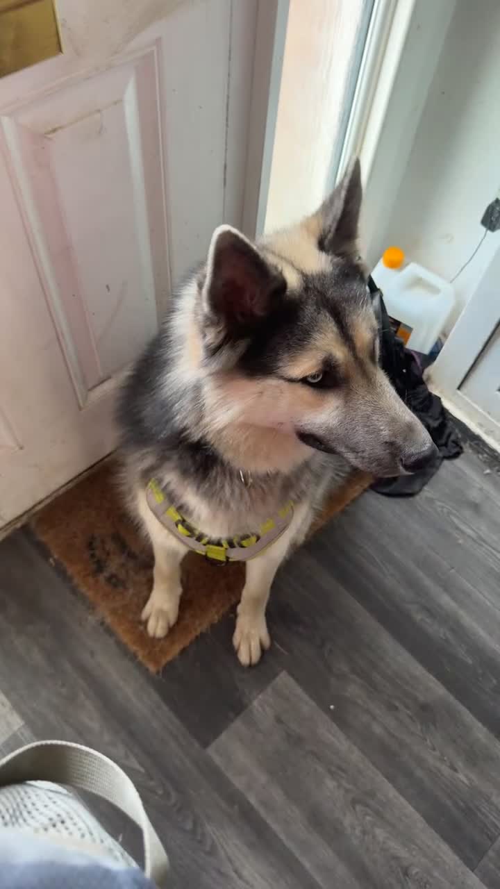 Shepsky dogs for sale: 1 year old shepsky boy panther  in Manchester - Video 1