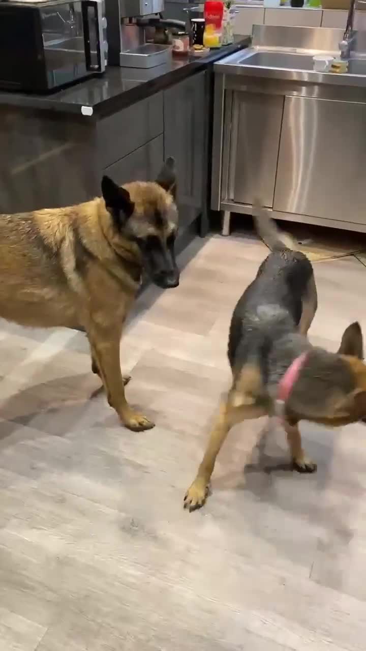 Mixed Breed dogs for adoption: Sikah is looking for her forever home  - Video 1