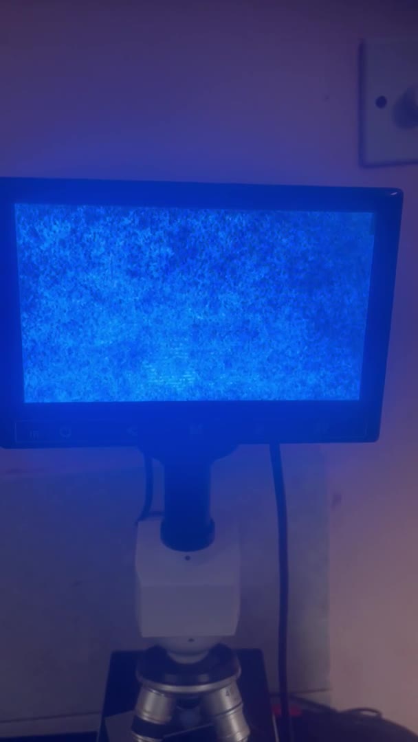 Welsh Corgi Pembroke dogs for stud: Beautiful Flutty Welsh Pembroke Corgi for stud in Rugby - Video 1