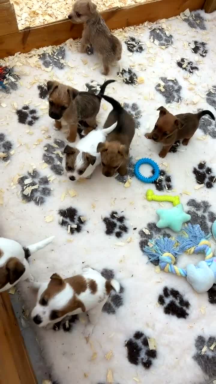Jack Russell dogs for sale: Gorgeous jack russell puppy  - Video 2