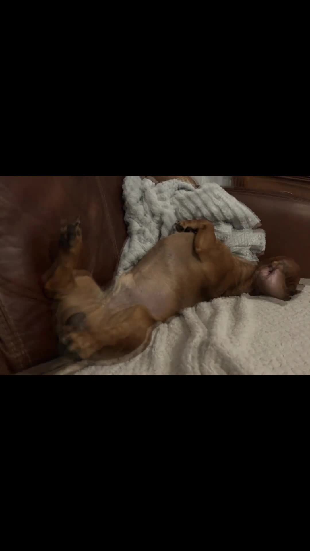 Dachshund dogs for stud: Mini dachshund red shaded for stud only  - Video 1