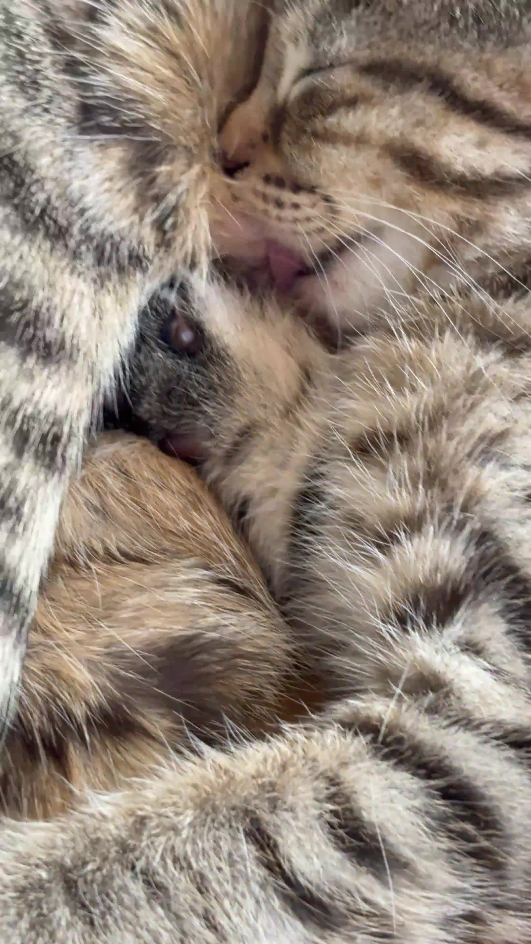Mixed Breed cats for sale: Tabby girl - Video 1