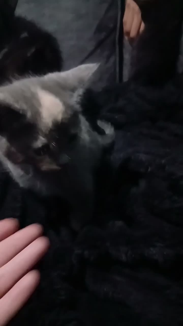 Mixed Breed cats for sale: Beautifull fluffy kittens - Video 2