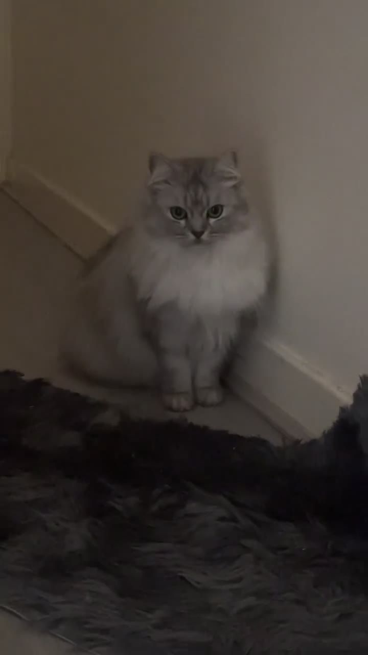 British Longhair cats for sale: British longhair  in Dewsbury - Video 2