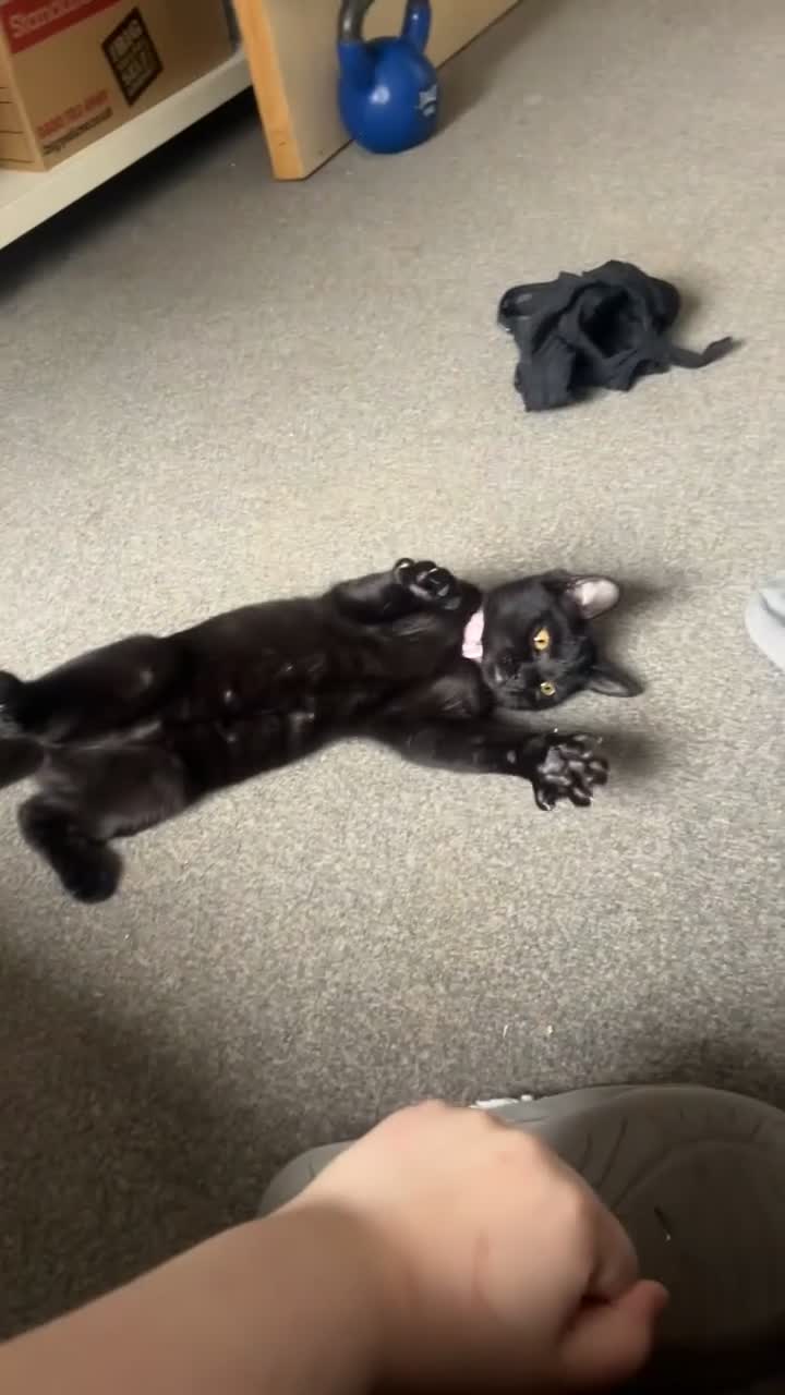 Mixed Breed cats for sale: Dad and Daughter  - Video 2