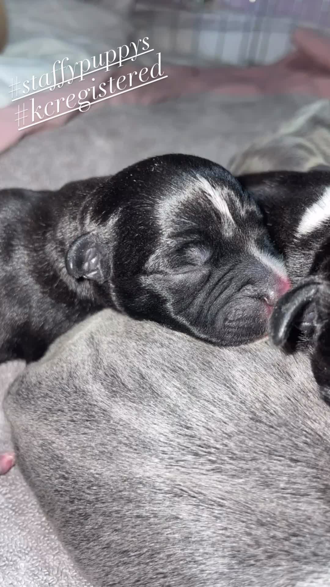 Staffordshire Bull Terrier dogs for sale: 6 stunning KC registered Staffy puppy’s  - Video 2