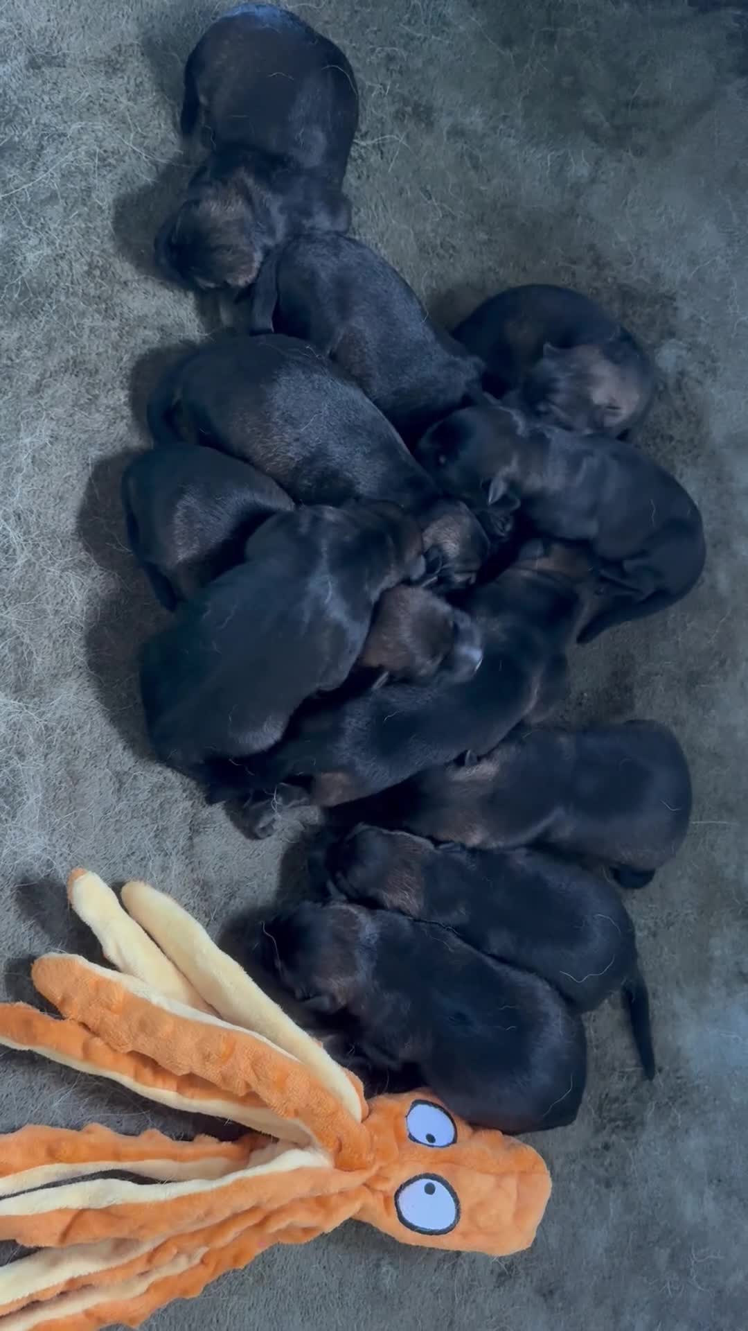 German Shepherd dogs for sale: Stunning German Shepard Litter Only 4 girls left - Video 1